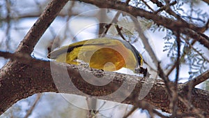 Orange-breasted bushshrike