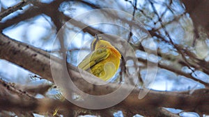 Orange-breasted bushshrike