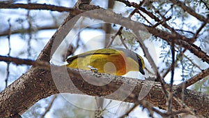 Orange-breasted bushshrike