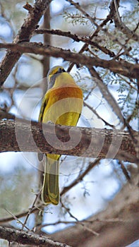 Orange-breasted bushshrike