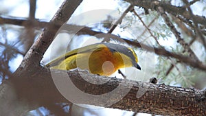 Orange-breasted bushshrike