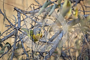 Orange breasted Bushshrike in the bush in Kruger National park, South Africa