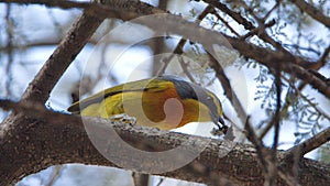 Orange-breasted bushshrike eating a caterpillar