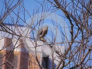 Orange-breasted falcon