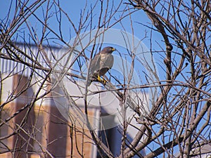 Orange-breasted falcon