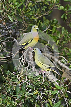 Orange-breasted Green-pigeon - Treron bicinctus