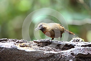 Orange-breasted laughingthrush in Dalat, Vietnam