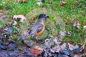 Orange breasted robin with a muddy mouthful