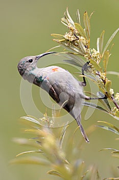 Orange Breasted Sunbird