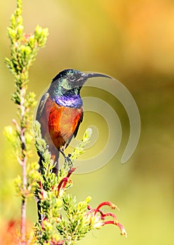 Orange Breasted Sunbird photo