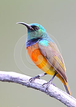 Orange Breasted Sunbird photo