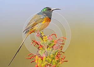 Orange Breasted Sunbird photo