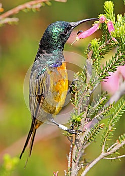 Orange Breasted Sunbird
