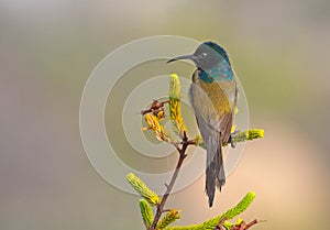 Orange-breasted Sunbird