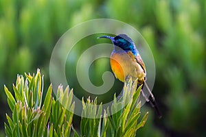 Orange-breasted sunbird