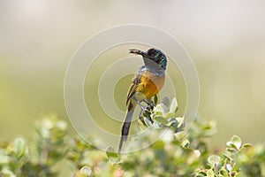 Orange breasted Sunbird