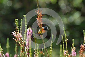 Orange Breasted Sunbird