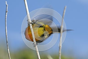 Orange-Breasted Sunbird