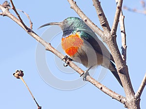 Orange breasted sunbird