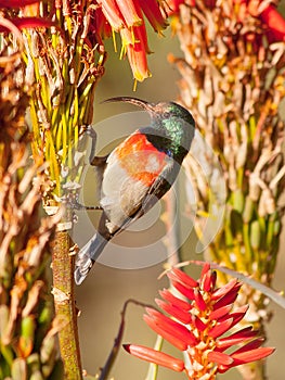 Orange breasted sunbird with Aloe flowers