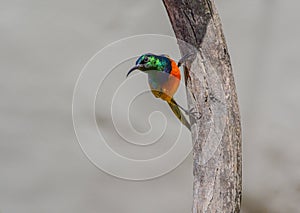 Orange-breasted Sunbird (Anthobaphes violacea)