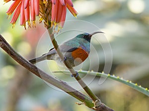 Orange-breasted sunbird on a bright Aloe plant.