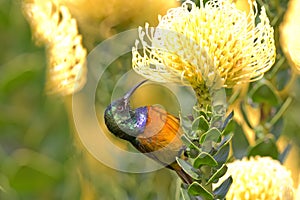 Orange-breasted Sunbird feeding