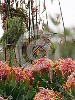 Sunbird on a protea