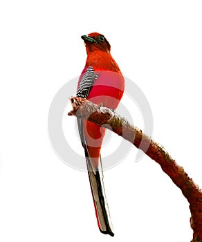 Orange-breasted Trogon