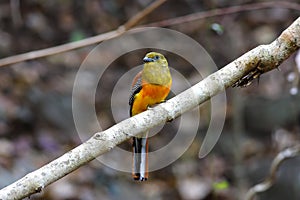 Orange-breasted Trogon male