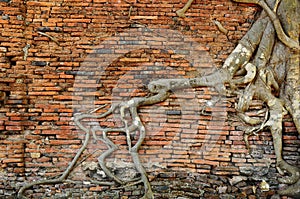 Orange brick wall with ancient root tree