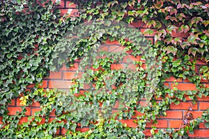 An orange brick wall is with many green leaves. Abstract natural background. Bushes of a green plant create a beautiful background