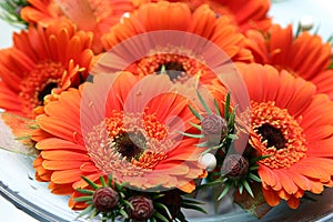 Orange bridal daisies