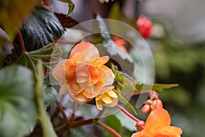 Orange bright flowers of tuberous begonias , blooming in garden.Apricot begonia plant.Blooming begonia grows in flower