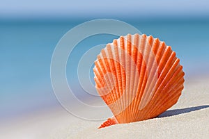 Orange brightly coloured Scallop shell of saltwater clam marine bivalve mollusc on white sand against turquoise ocean water and