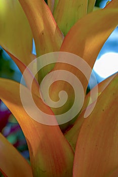 Orange bromelia plant leaves in a garden