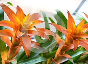 Orange Bromeliaceae