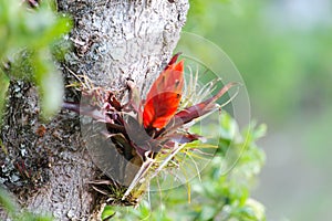 Orange bromeliad flower on tree in the cloud forest jungle