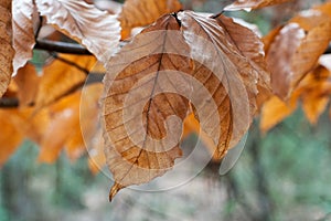 Orange and Bronze Autumn Leaves Sunlit with Bokeh Forest