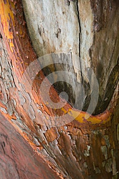 Orange brown bark of Strawberry tree. Arbutus