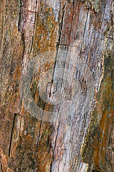 Orange brown bark and wood of dead Oak