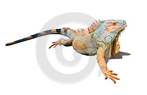 Orange, brown and blue iguana isolated on white photo