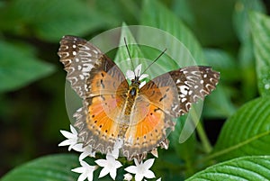 Orange and brown Butterfly