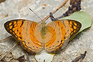 Orange and brown Butterfly
