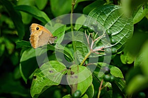 Orange and brown butterfly, meadow brown