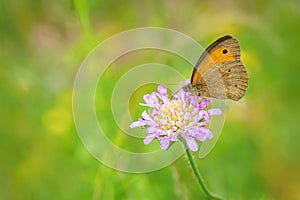 Orange and brown butterfly on purple flower