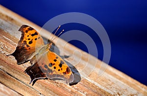 Orange and brown butterfly resting on wooden surface.