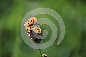 Orange and brown butterfly with spots