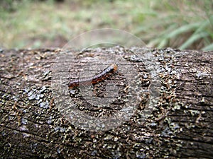 Orange-brown caterpillar on tree trunk in Swaziland