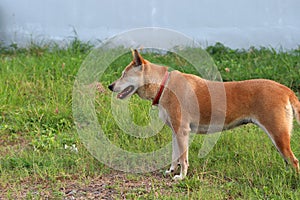 Orange brown color of dog, one eyeless and sew close. standing on the green lawn.